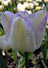 Фотография Тюльпан Ширли (Photo Tulip Shirley)