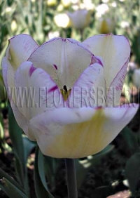Фотография Тюльпан Ширли (Photo Tulip Shirley)
