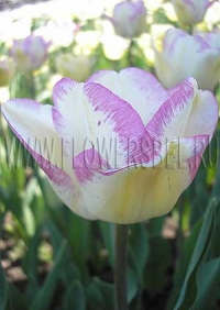 Фотография Тюльпан Ширли (Photo Tulip Shirley)