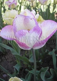 Фотография Тюльпан Ширли (Photo Tulip Shirley)