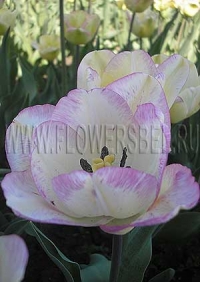 Фотография Тюльпан Ширли (Photo Tulip Shirley)