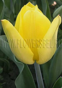 Фотография Тюльпан Стронг Голд (Photo Tulip Strong Gold)