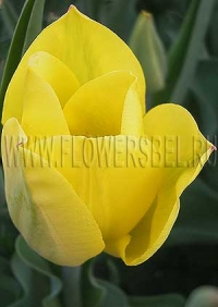 Фотография Тюльпан Стронг Голд (Photo Tulip Strong Gold)