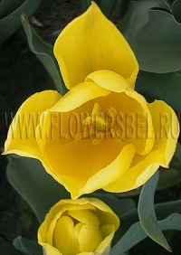 Фотография Тюльпан Стронг Голд (Photo Tulip Strong Gold)