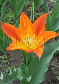 фотография Тюльпан Синаеда Оранж (photo Tulip Synaeda Orange)