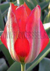 Фотография Тюльпан Эйхлера (Photo Tulip Eichler)