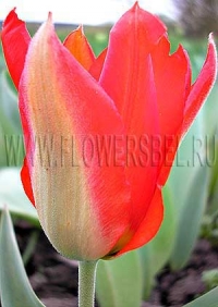 Фотография Тюльпан Эйхлера (Photo Tulip Eichler)