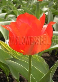 Фотография Тюльпан Эйхлера (Photo Tulip Eichler)