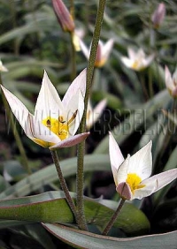 Фотография Тюльпан Туркестаника (Photo Tulip Turkestanica)