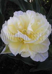 Фотография Тюльпан Верона (Photo Tulip Verona)