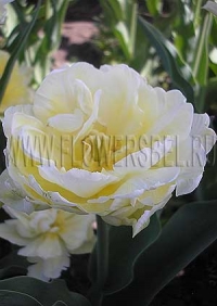 Фотография Тюльпан Верона (Photo Tulip Verona)