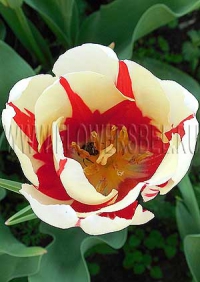 Тюльпан Уорлд Экспрешн (Tulip World Expression)