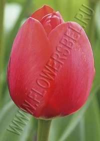 Тюльпан Уорлд'с Файр (Tulip World's Fire)