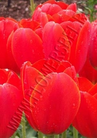 Тюльпан Уорлд'с Файр (Tulip World's Fire)