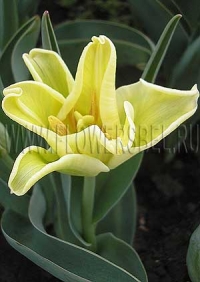 Фотография Тюльпан Еллоу Кроун (Photo Tulip Yellow Crown)