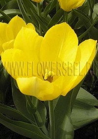 Фотография Тюльпан Йелоу Пуриссима (Photo Tulip Yellow Purissima)