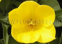 Фотография Тюльпан Йелоу Пуриссима (Photo Tulip Yellow Purissima)