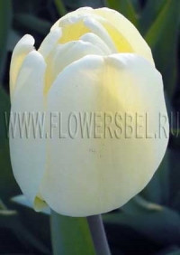Фотография Тюльпан Айвори Флорадейл (Photo Tulip Ivory Floradale)