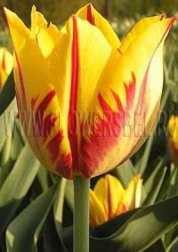Фотография Тюльпан Микки Маус (Photo Tulip Mickey Mouse)