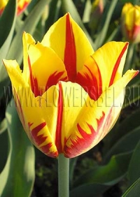 Фотография Тюльпан Микки Маус (Photo Tulip Mickey Mouse)