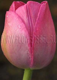 Тюльпан Аттила (Tulip Attila)