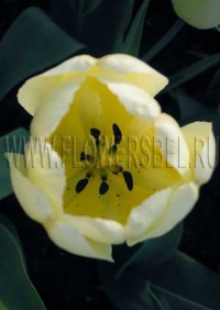 Фотография Тюльпан Айвори Флорадейл (Photo Tulip Ivory Floradale)