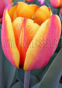 Тюльпан Форготтен Дримз (Tulip Forgotten Dreams)