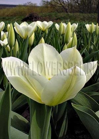 Фотография Тюльпан Пуриссима (Photo Tulip Purissima)