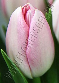 Фото тюльпана Барселона Бьюти (Tulip Barcelona Beauty photo)