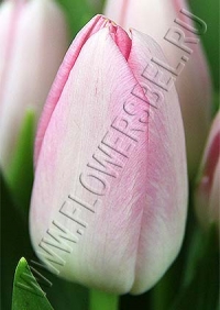 Фото тюльпана Барселона Бьюти (Tulip Barcelona Beauty photo)