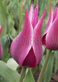 Фотография Тюльпан Баллада (Photo Tulip Ballade)