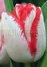 Фото тюльпана Бьюти Тренд (tulip Beauty Trend photo)