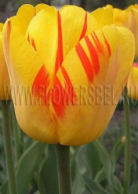 Фотография Тюльпан Олимпик Флейм (Photo Tulip Olimpic Flame)