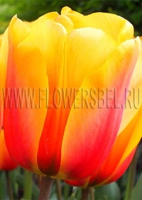 Фотография Тюльпан Кэш (tulip Cash photo)