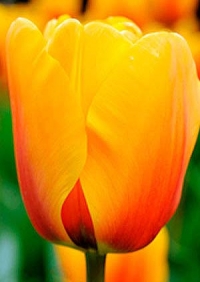 Фотография Тюльпан Кэш (tulip Cash photo)