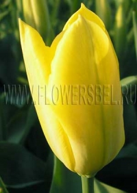 Фотография Тюльпан Йелоу Пуриссима (Photo Tulip Yellow Purissima)