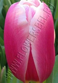 Тюльпан Дания (Tulip Danija)