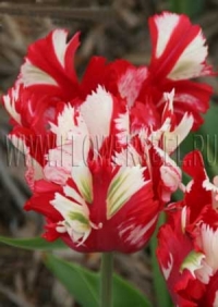Фотография Тюльпан Эстелла Рейнвельд (Photo Tulip Estella Rijnveld)