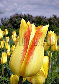 Фотография Тюльпан Жоржетта (Photo Tulip Georgette)
