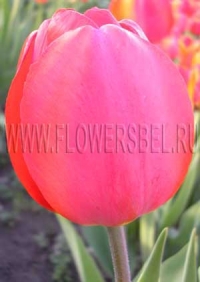 Фотография Тюльпан Америка (Photo Tulip America)