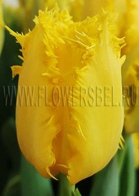 Фотография Тюльпан Еллоу Валери (Tulip Yellow Valery)