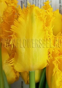 Фотография Тюльпан Еллоу Валери (Tulip Yellow Valery)