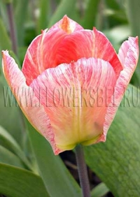 Фотография Тюльпан Фламинг Пуриссима (Photo Tulip Flaming Purissima)