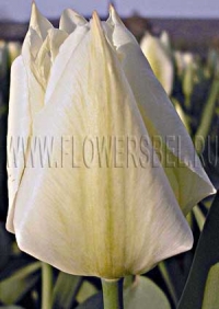 Фотография Тюльпан Пуриссима (Photo Tulip Purissima)