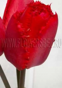Фотография Тюльпан Кристал Бьюти (Photo Tulip Crystal Beauty)