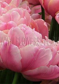 Фотография тюльпана Финола (tulip Finola photo)