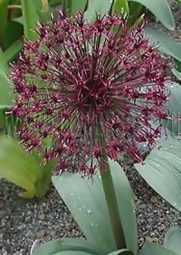 Фотография Лук Глобус (Photo Allium Globus)