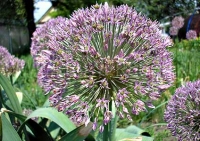 Фотография Лук Глобус (Photo Allium Globus)