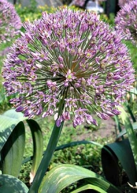 Фотография Лук Глобус (Photo Allium Globus)