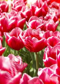 Фотография Тюльпан Ла Манш (Photo Tulip La Manche)
